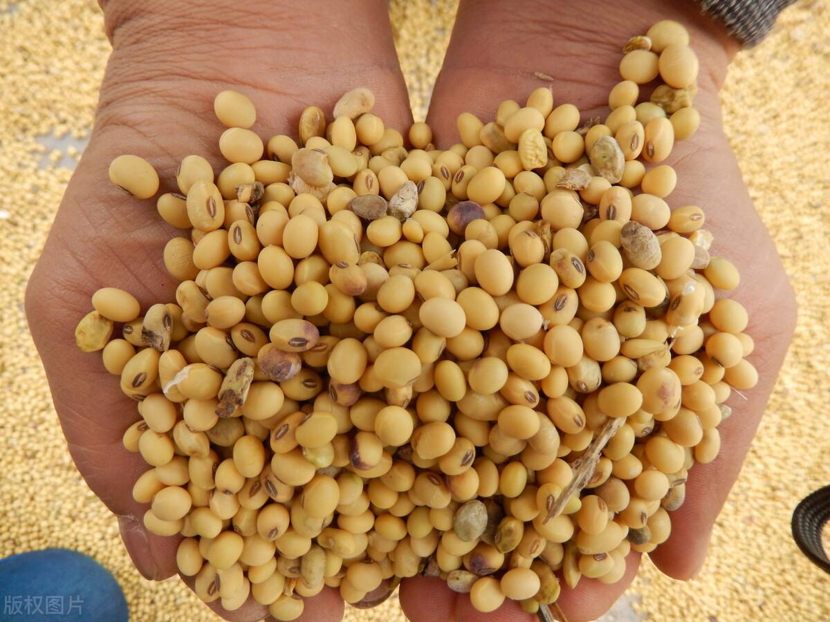 大豆最新行情价格走势,大豆最新行情价格走势论述