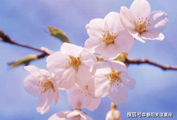 樱花社区最新动态，学习变化与自信成就感的绽放之路