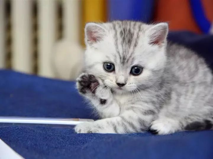 猫咪官网最新动态与论述摘要