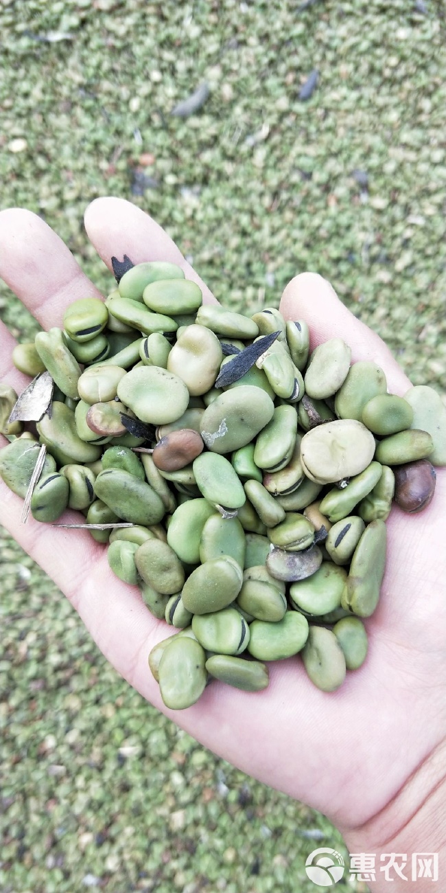 🌟2023蚕豆价格走势分析，最新行情报告🌟